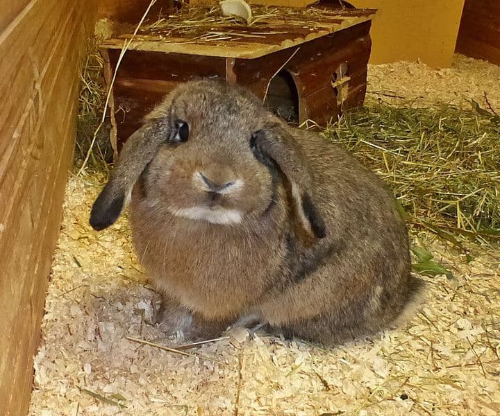 Foto von Liebe kleine Bella