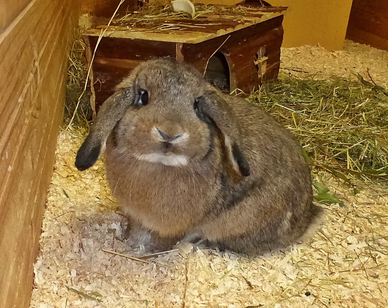 Foto von Liebe kleine Bella