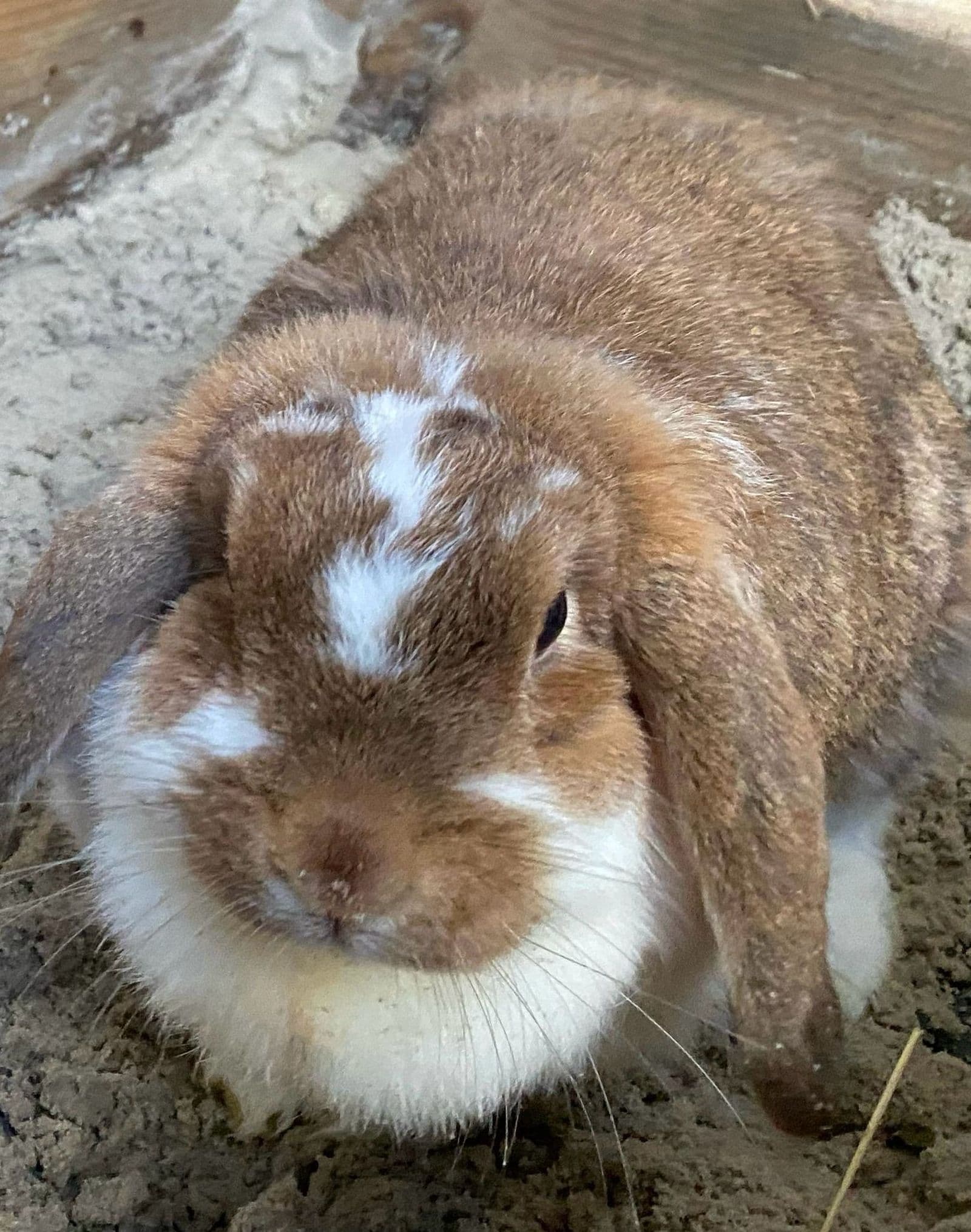 Foto von Bella, unsere "Kaninchenwitwe"