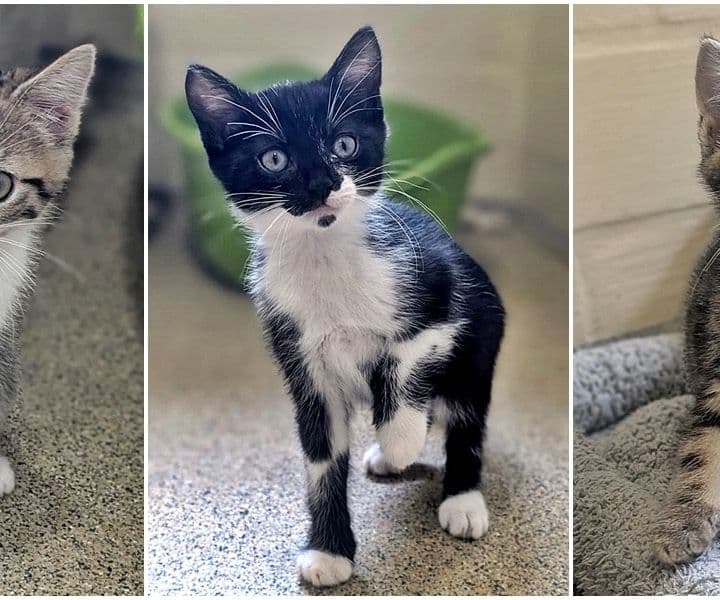 Foto von Bellatrix, Harry und Ron sind Geschwister (Bellatrix ist vermittelt)