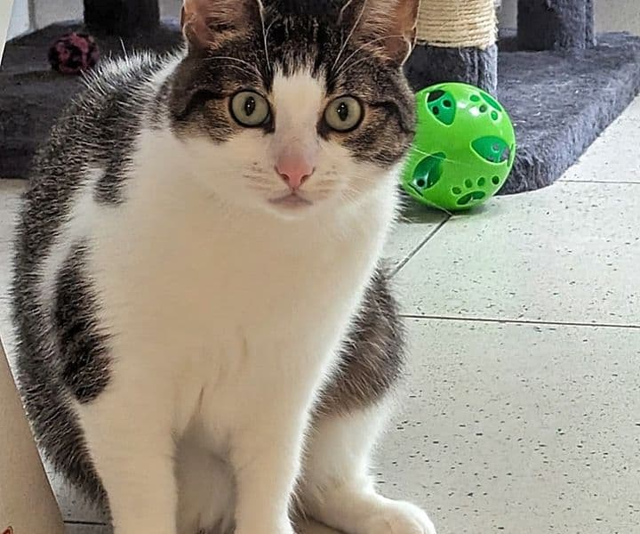 Foto von Bello ist im Tierheim überfordert