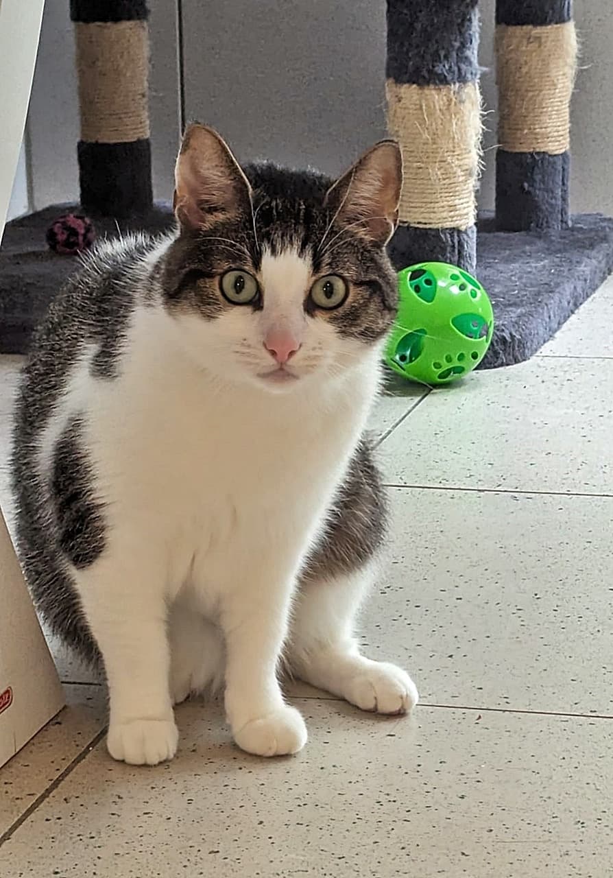Foto von Bello ist im Tierheim überfordert