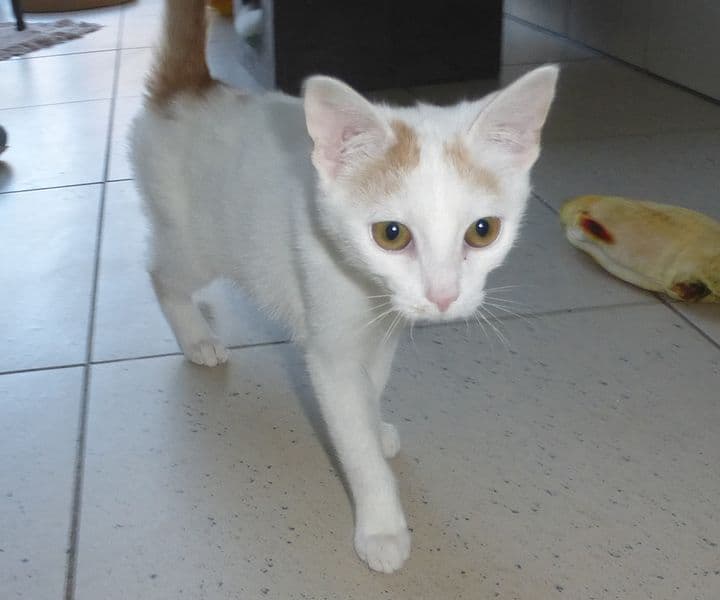 Foto von die kleine Beluga ist ein Schatz