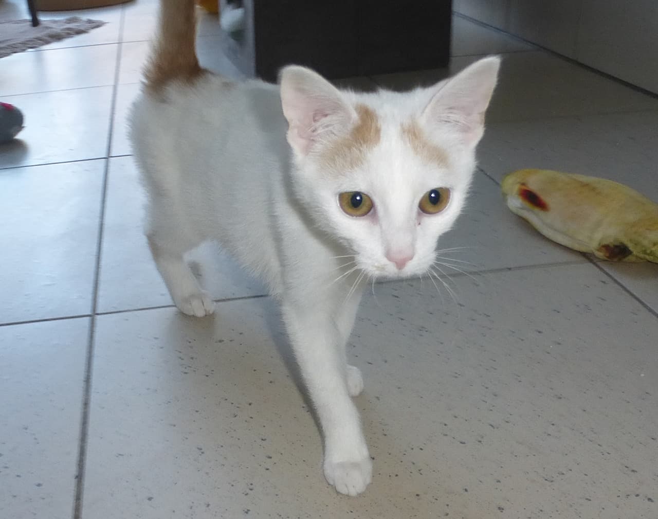 Foto von die kleine Beluga ist ein Schatz