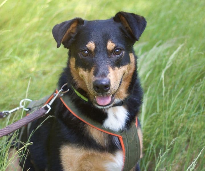 Foto von Benji