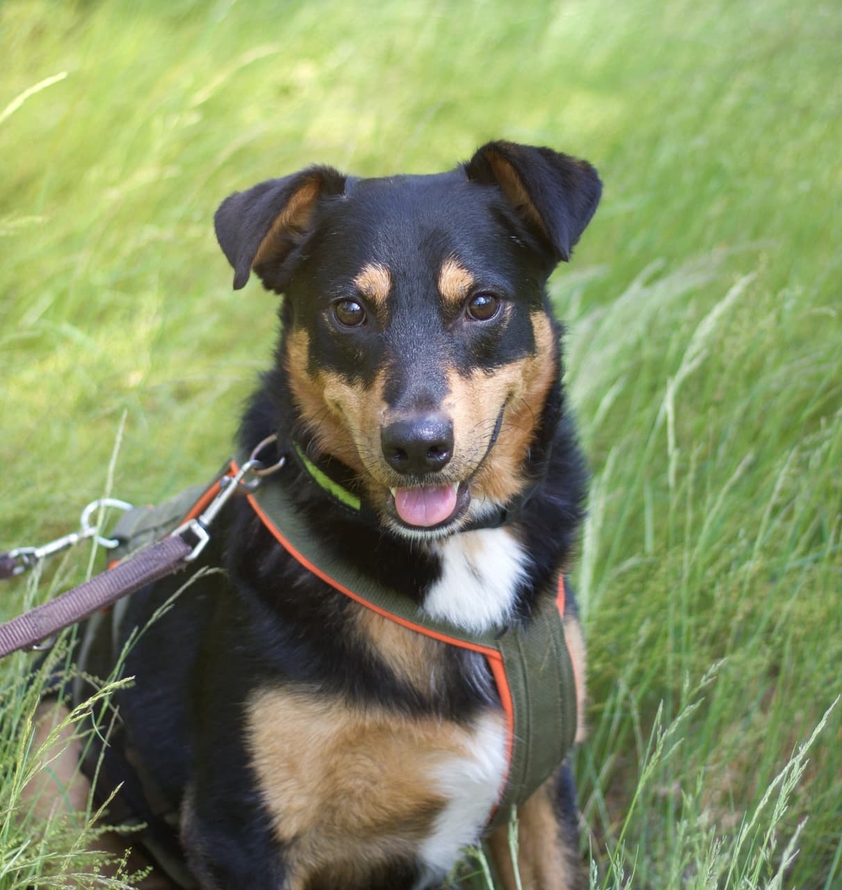 Foto von Benji