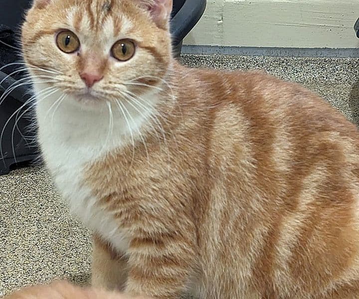 Foto von verschmuste Benja (feline Coronavirus-Trägerin)