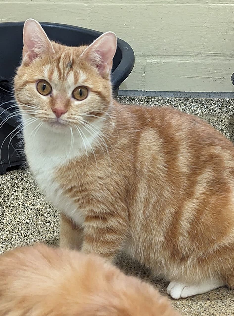 Foto von verschmuste Benja (feline Coronavirus-Trägerin)