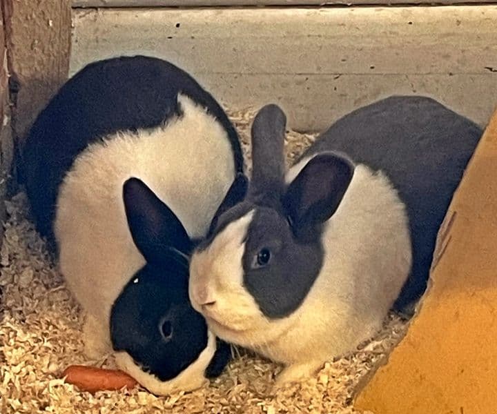 Foto von Berni und Fiona, die Unzertrennlichen