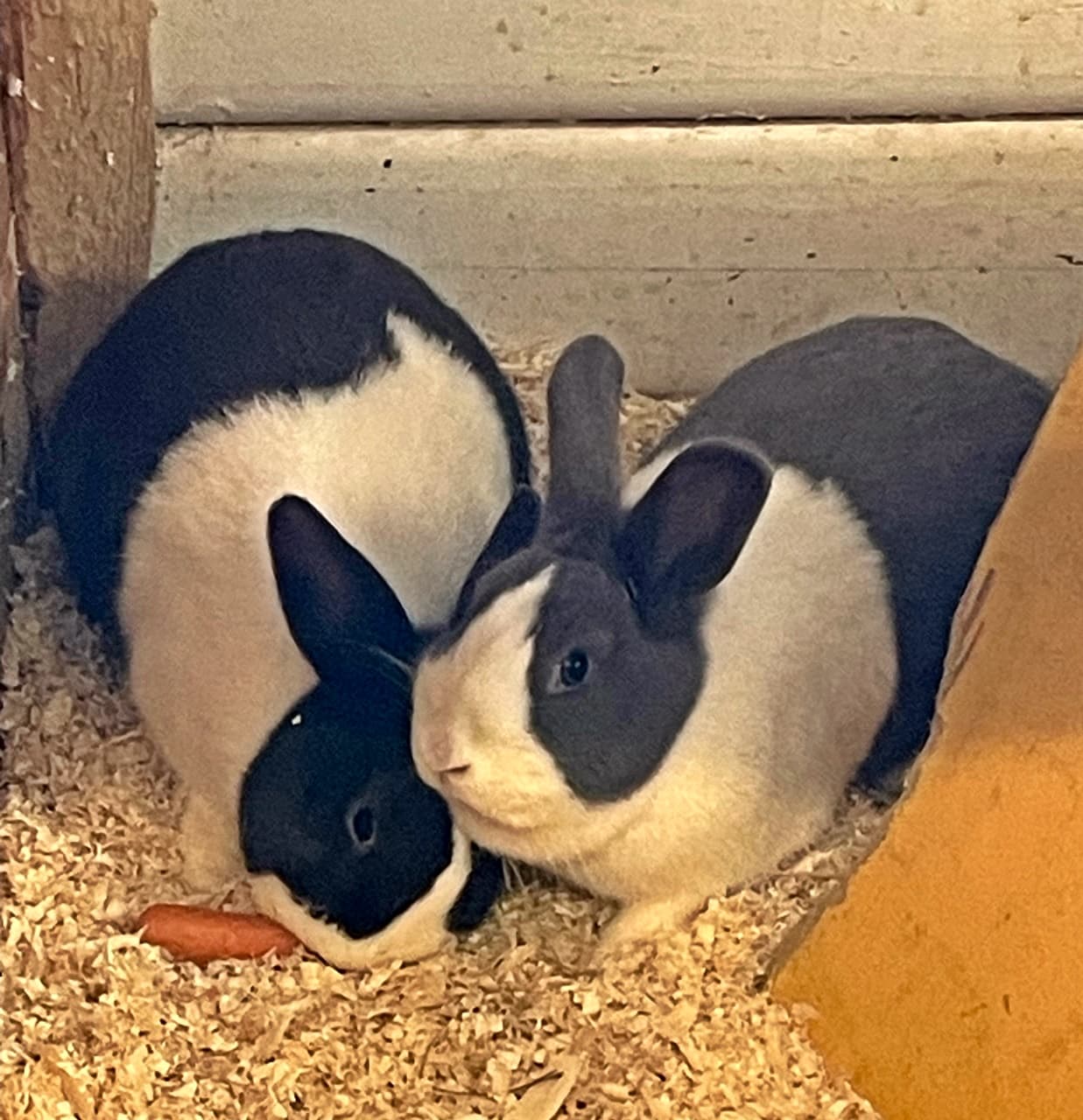 Foto von Berni und Fiona, die Unzertrennlichen