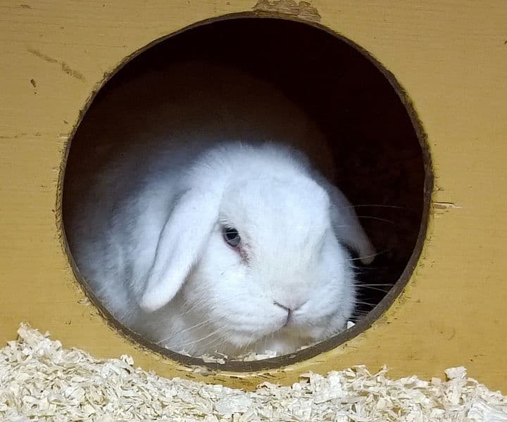 Foto von Berti ist traurig