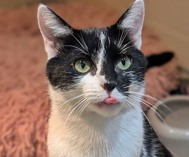 Foto von selbstbewusste Katzenmama Betty