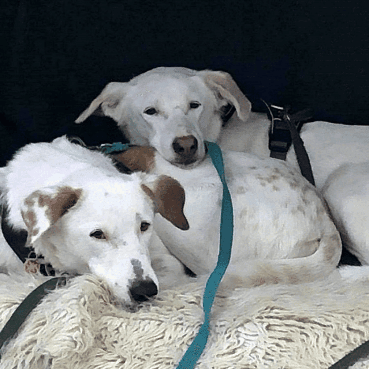 Foto von Adam und Nesh, zärtliche Powerhunde (m. Video)