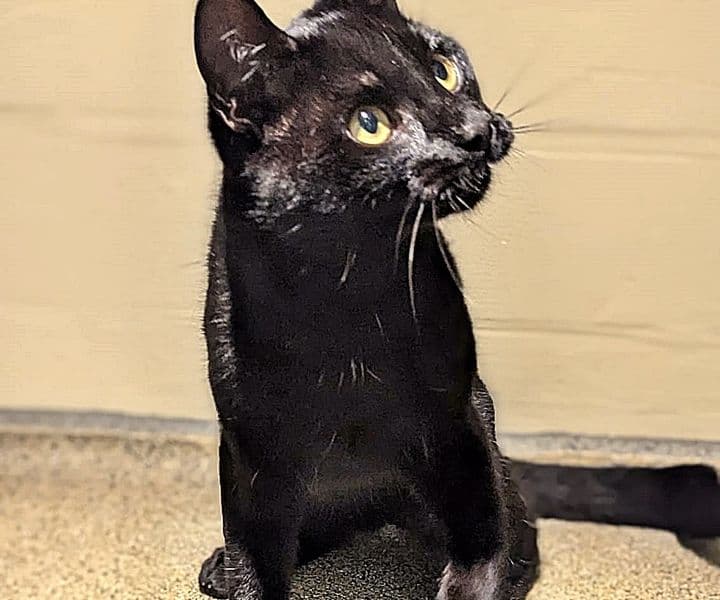 Foto von graziler Panther Black Jack