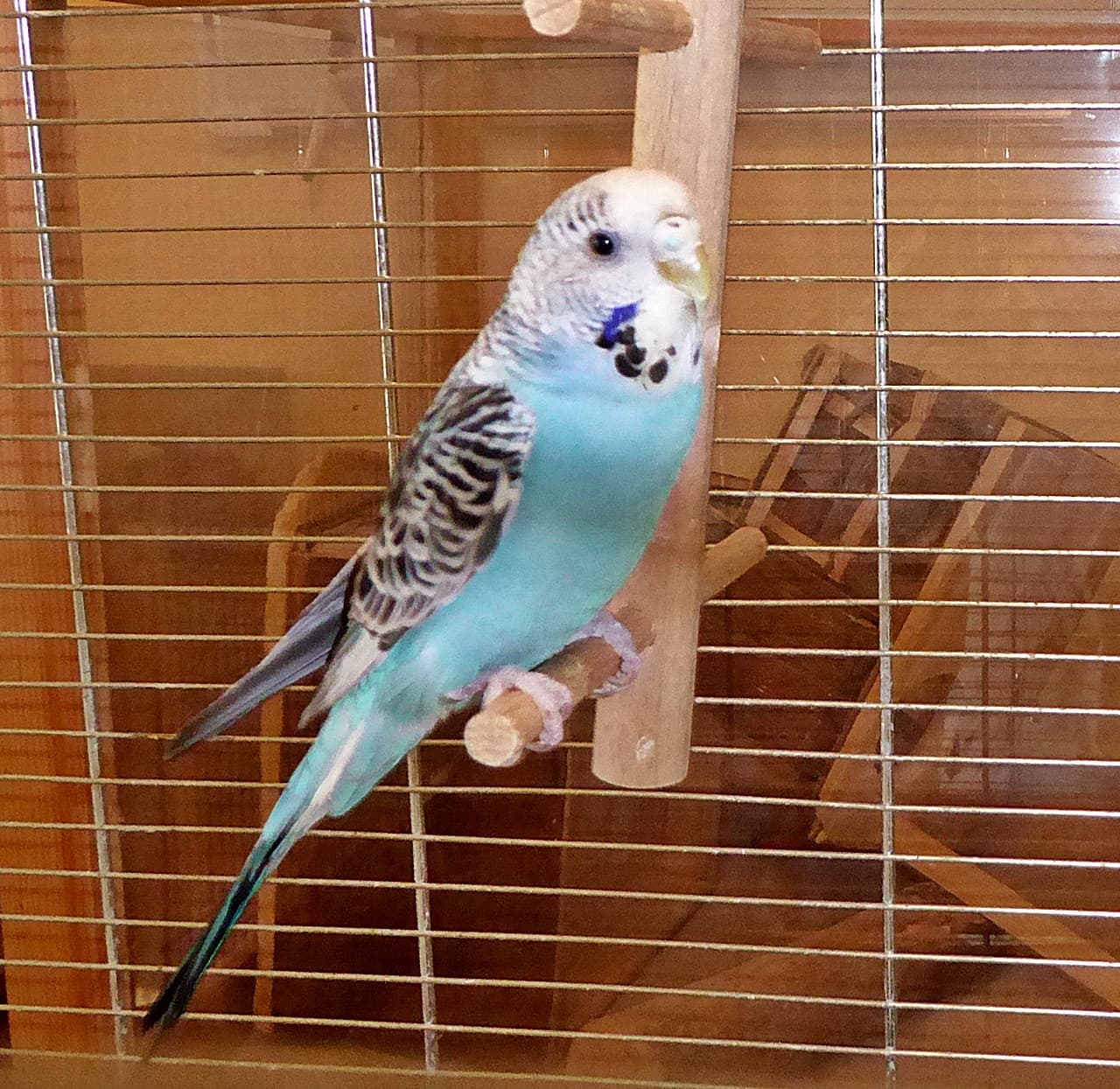 Foto von junger blauer Welli