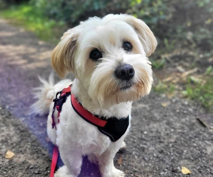 Foto von kleiner süßer Bobby, ein Hund, den man gern haben muss!