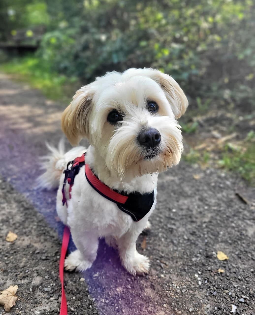 Foto von kleiner süßer Bobby, ein Hund, den man gern haben muss!