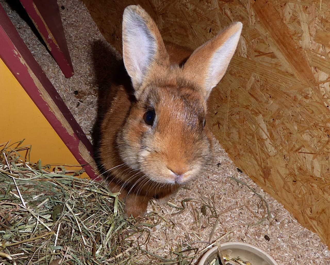 Foto von Bibo