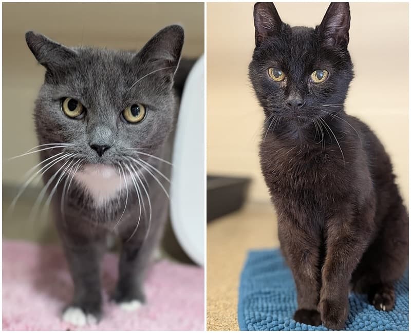 Zwei Kater-Oldies suchen ein Zuhause (einzeln)