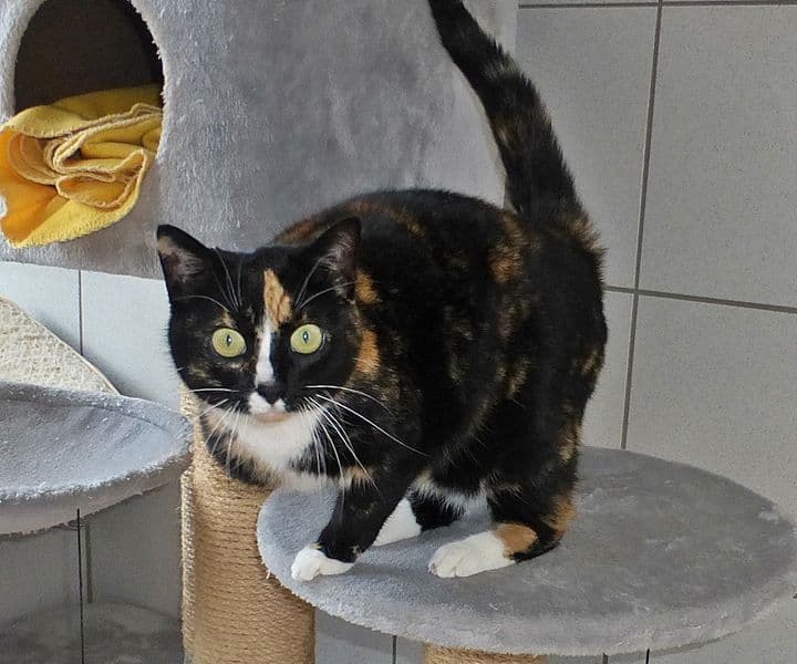 Foto von gesprächige dreibeinige Bonny