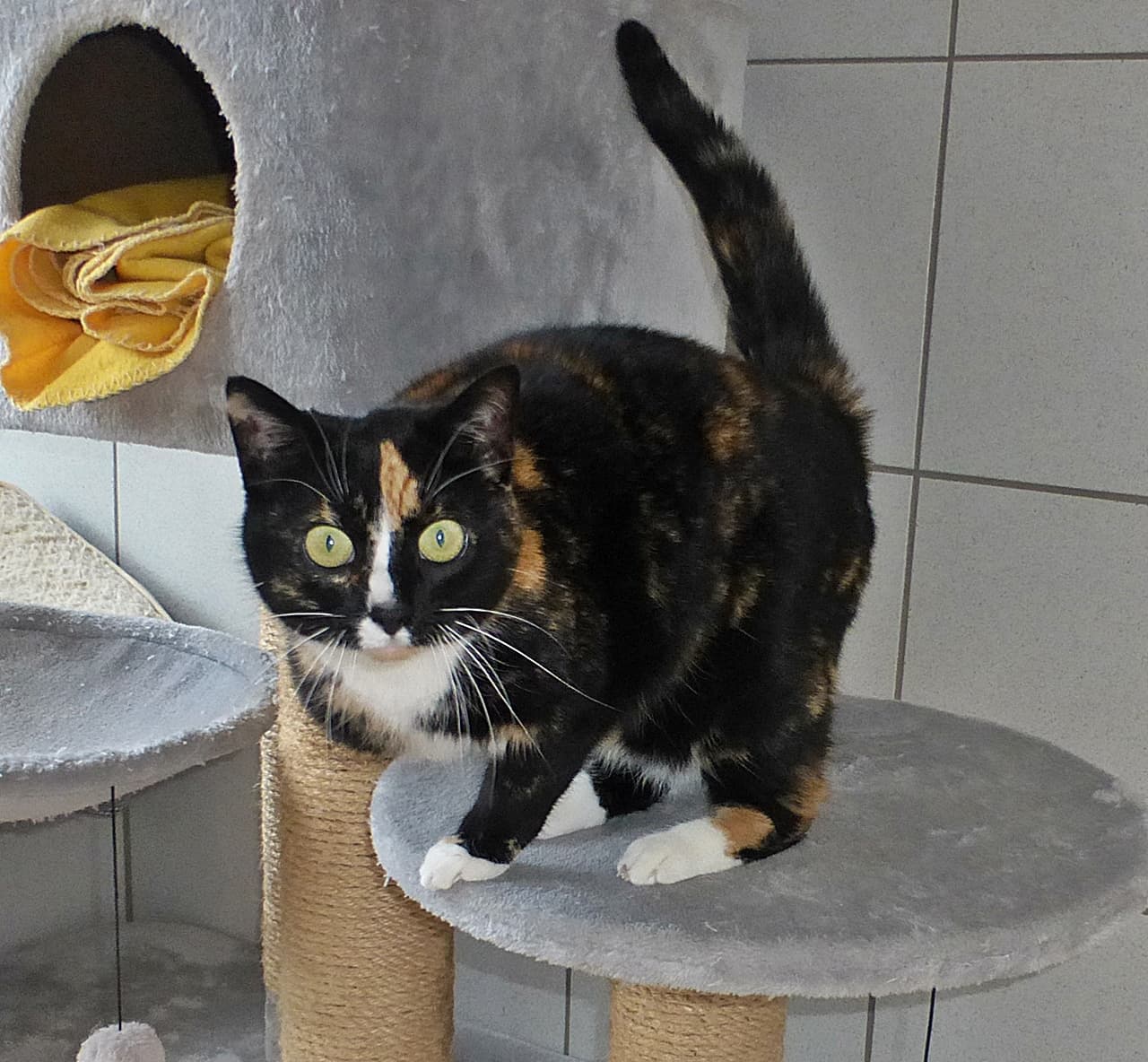 Foto von gesprächige dreibeinige Bonny
