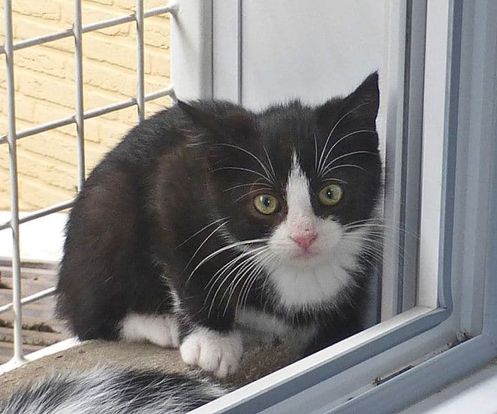 Foto von Bounty, unser "Felixkater"