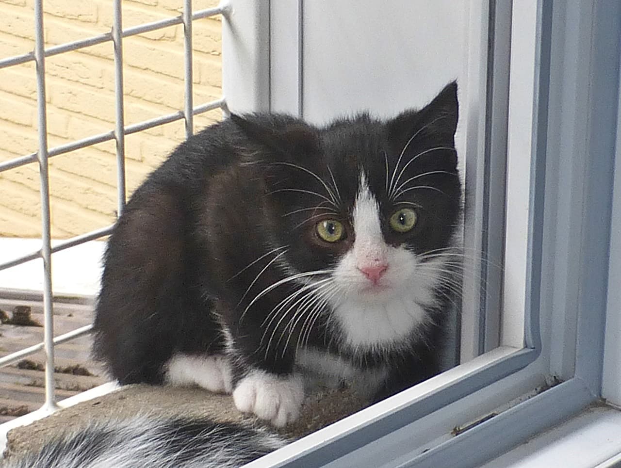 Foto von Bounty, unser "Felixkater"