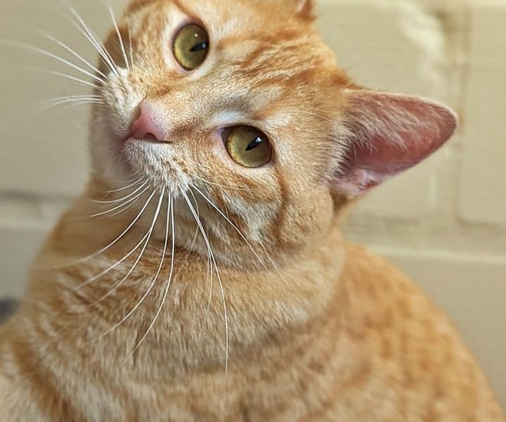 Foto von Bounty, unser süßes Gingermädchen (gemeinsam mit ihrer Freundin Ruby)