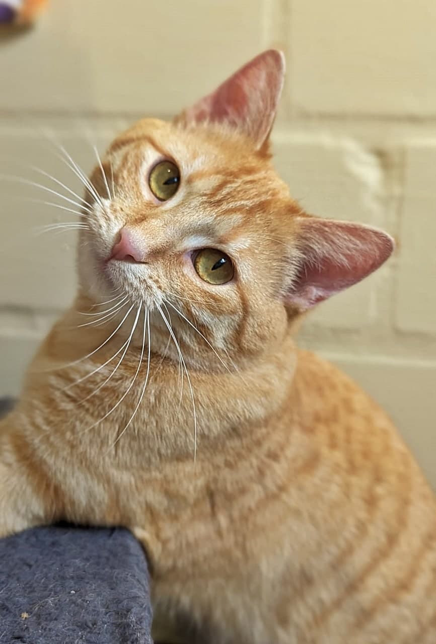 Foto von Bounty, unser süßes Gingermädchen (gemeinsam mit ihrer Freundin Ruby)