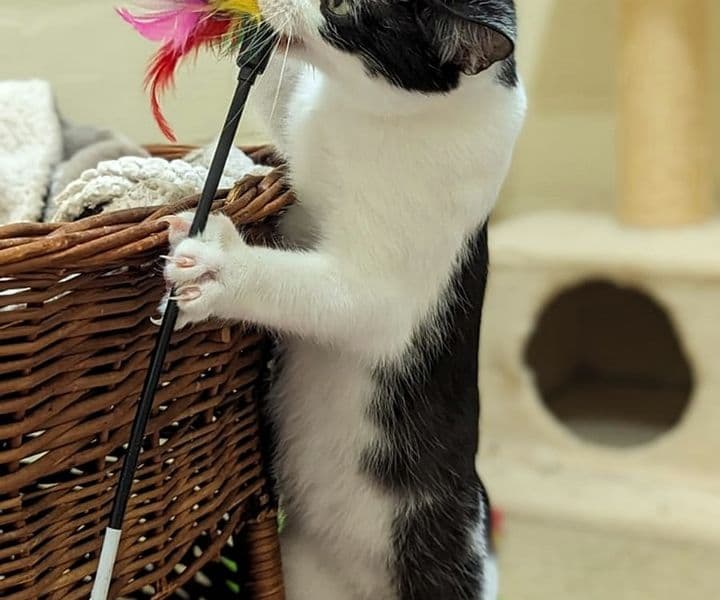 Foto von fröhlicher Jungkater Bravo (feliner Coronavirus-Träger)