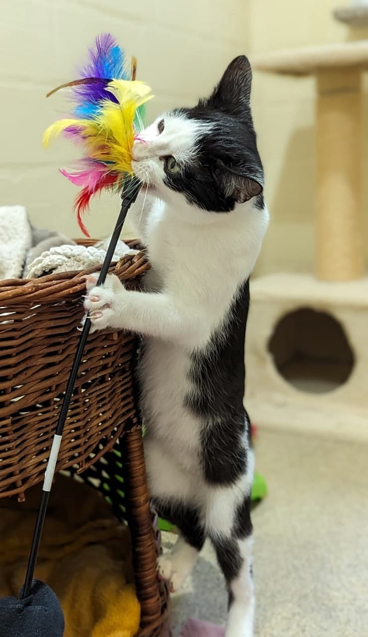 Foto von fröhlicher Jungkater Bravo (feliner Coronavirus-Träger)