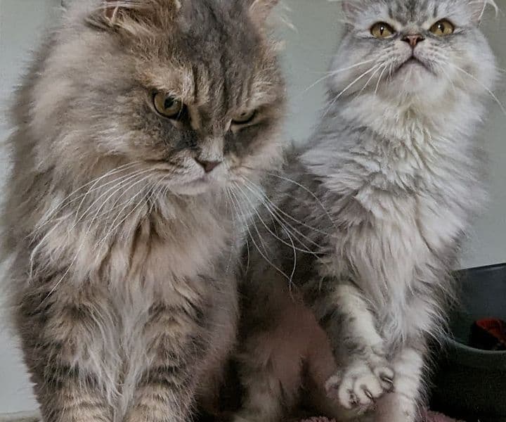Foto von Gremlin und Brummbär, unsere Oberschmuser (feline Coronavirus-Träger)