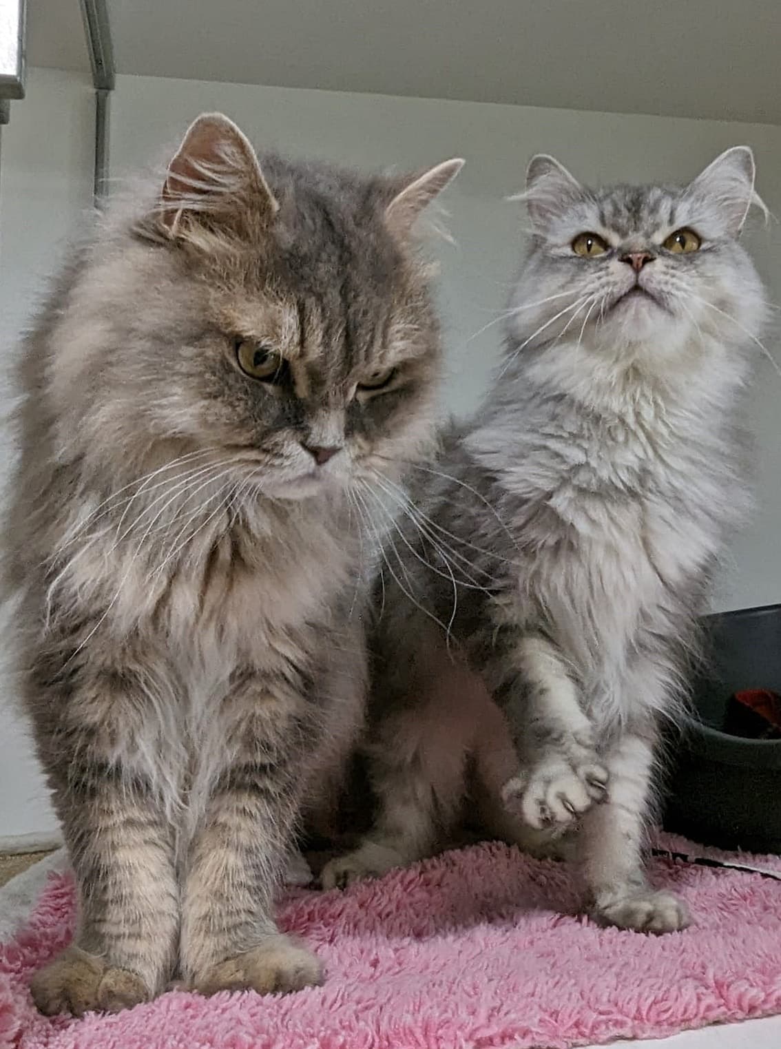 Foto von Gremlin und Brummbär, unsere Oberschmuser (feline Coronavirus-Träger)