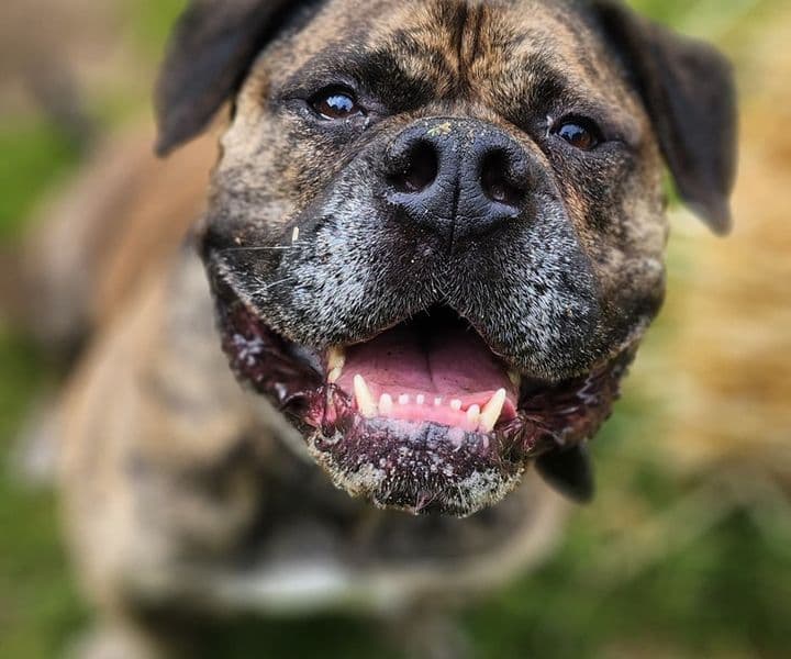 Foto von Knautschgesicht Bulli Bruno