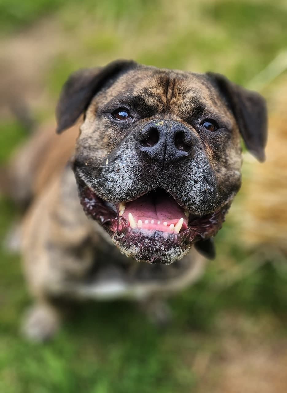 Foto von Knautschgesicht Bulli Bruno