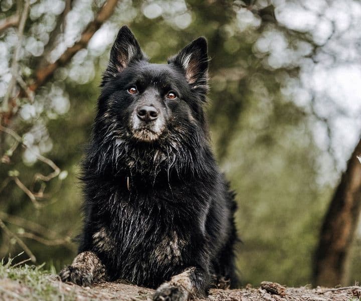 Foto von Buddy wird zum Notfall