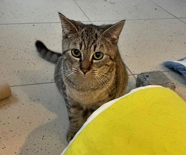 Foto von Die schöne Carol möchte ankommen (gerne mit ihrem Bruder Linus)