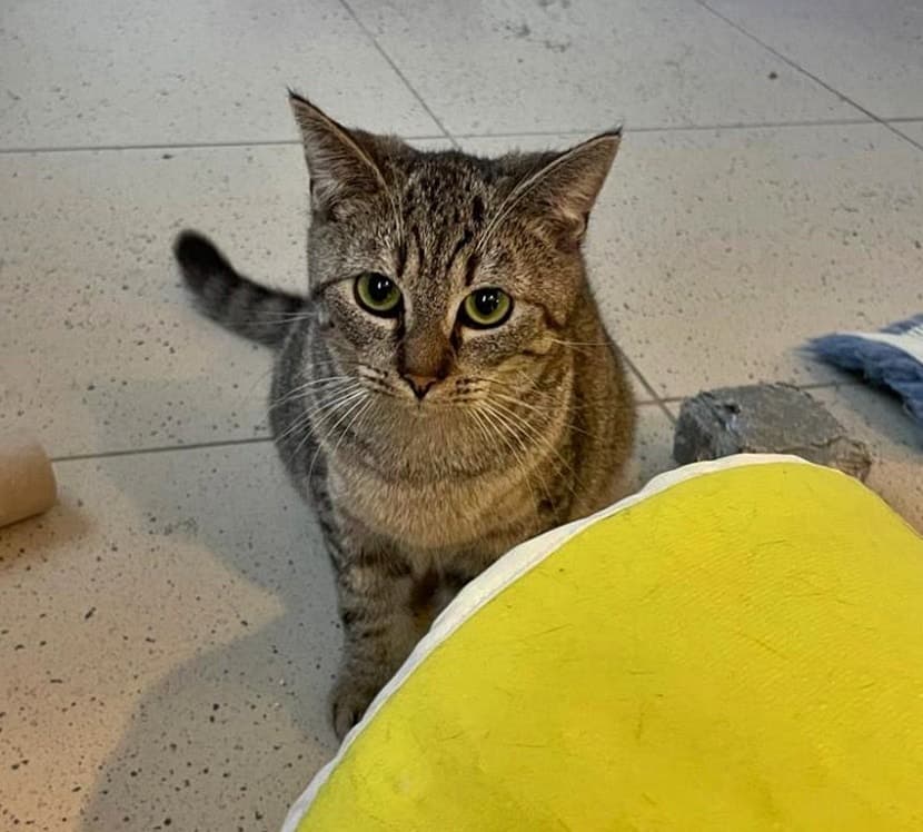 Foto von Die schöne Carol möchte ankommen (gerne mit ihrem Bruder Linus)