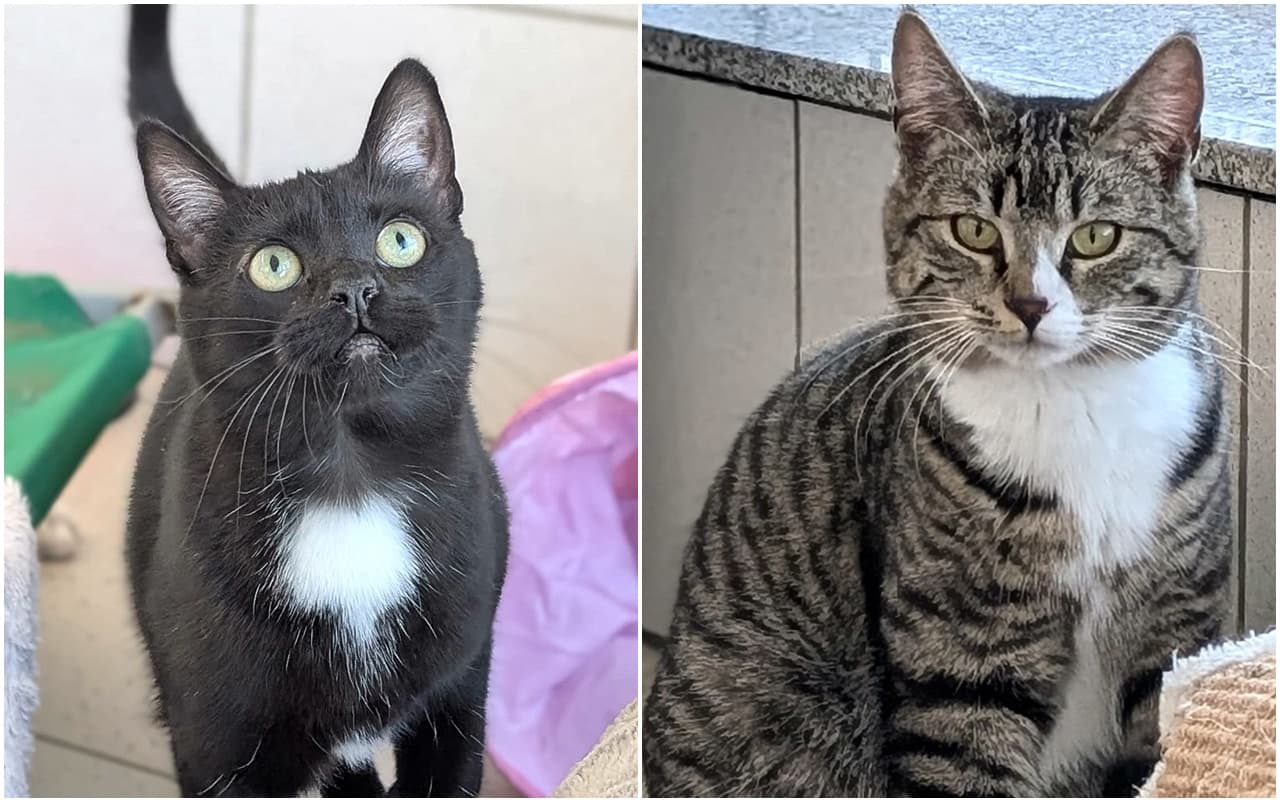 Foto von Cassy und Gracy, zwei die sich mögen