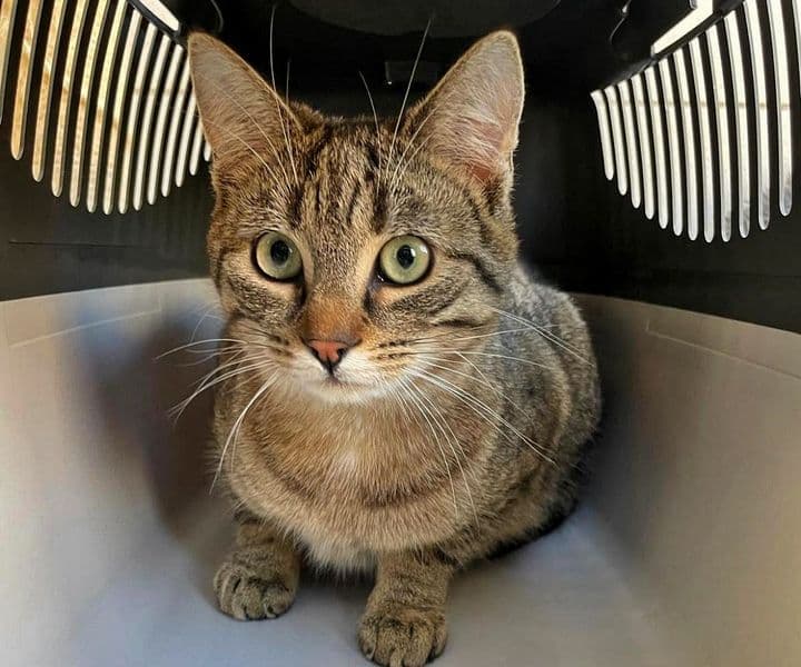 Foto von Tigerkater Charlie sucht seine Familie