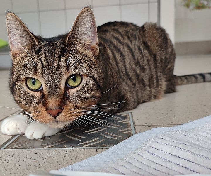Foto von Calypso und Claudine, unser schüchternes Pärchen (mit Videos)