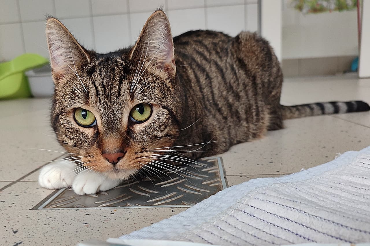 Foto von Calypso und Claudine, unser schüchternes Pärchen (mit Videos)