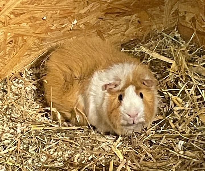 Foto von Charly ist einsam