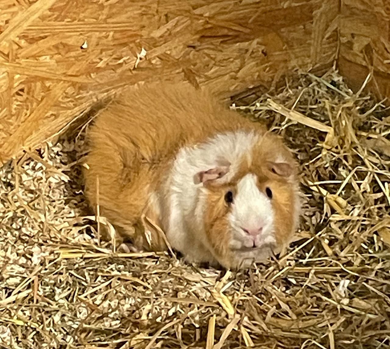 Foto von Charly ist einsam