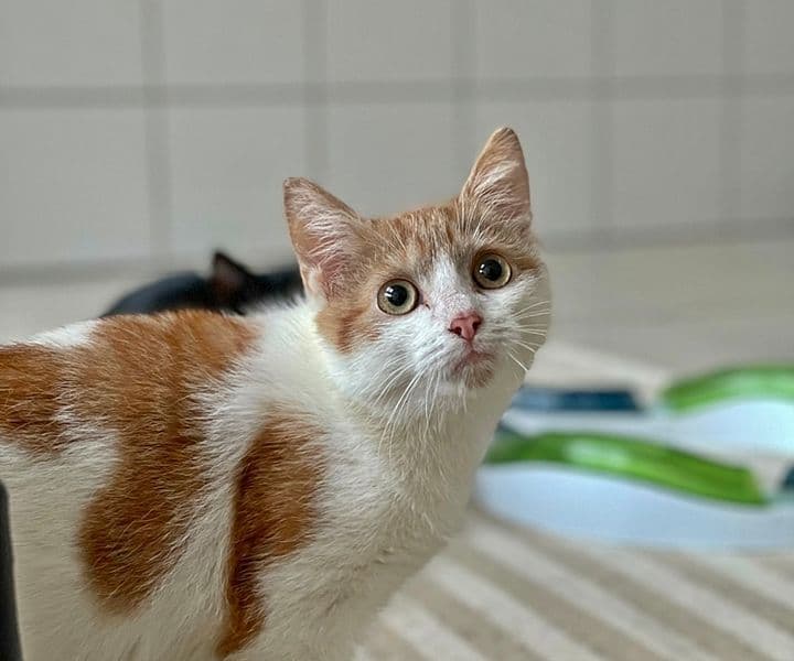 Foto von ruhiger Chester