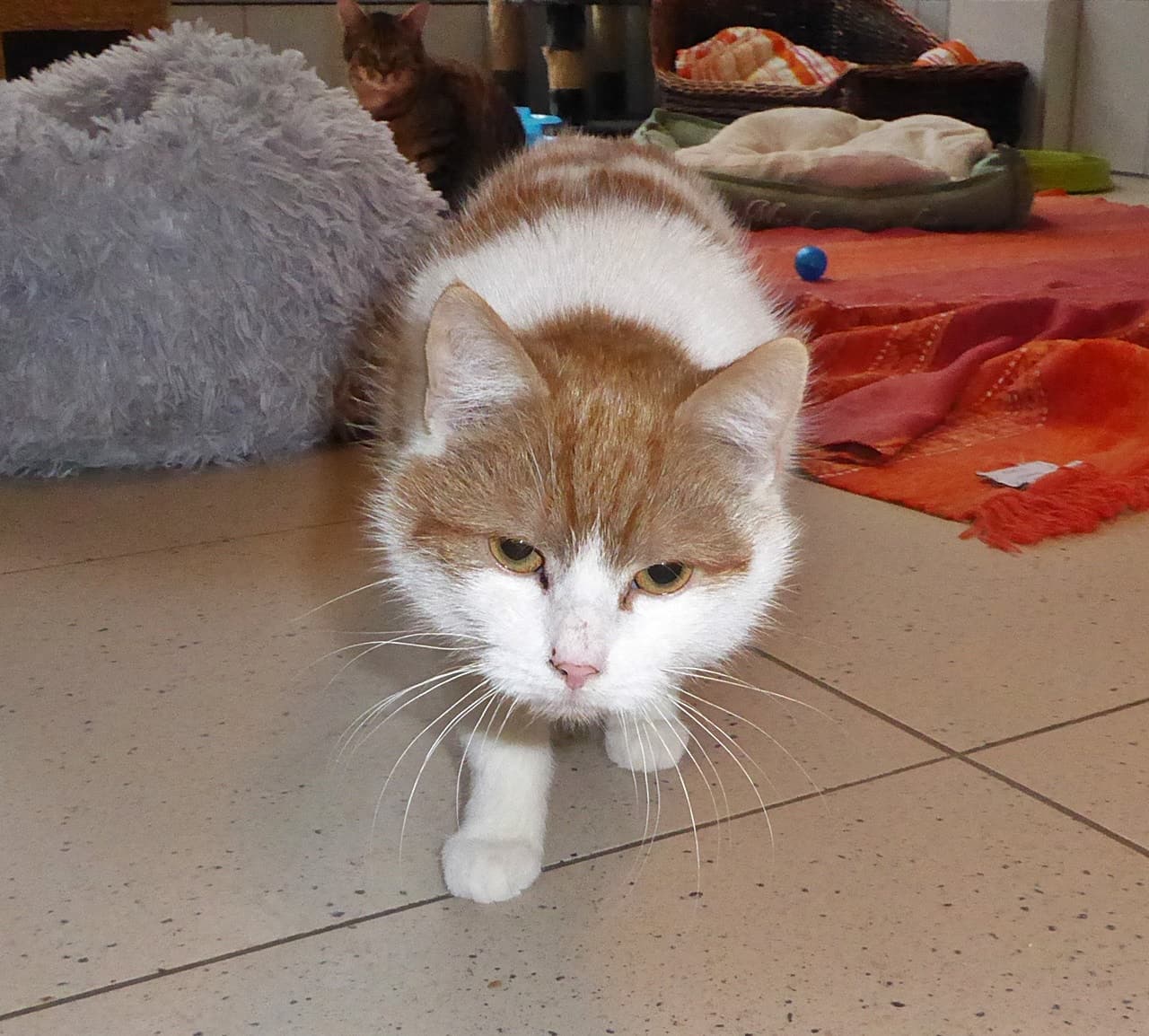 Foto von ruhiger Chester