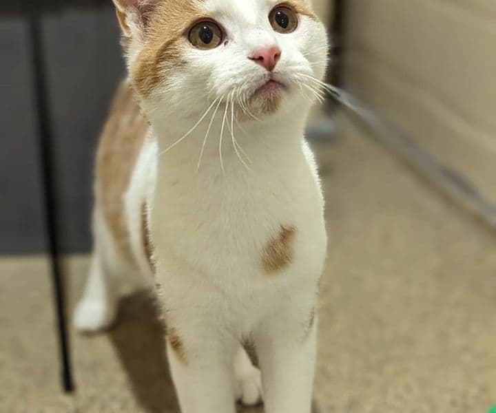 Foto von Jungkater Chuck möchte sein Reich erobern