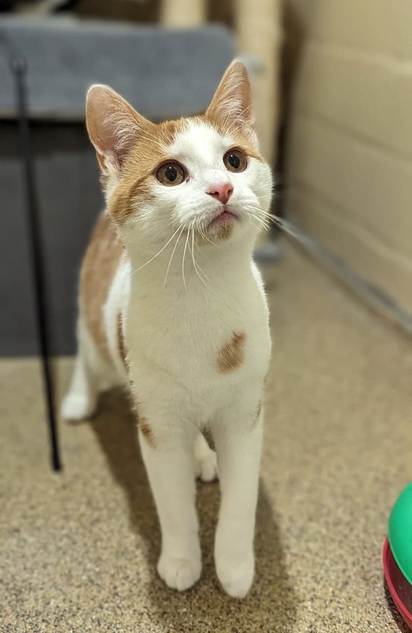 Foto von Jungkater Chuck möchte sein Reich erobern
