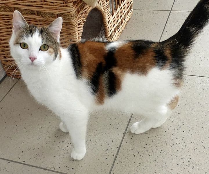 Foto von aufgeschlossene Jungkatze Ciara