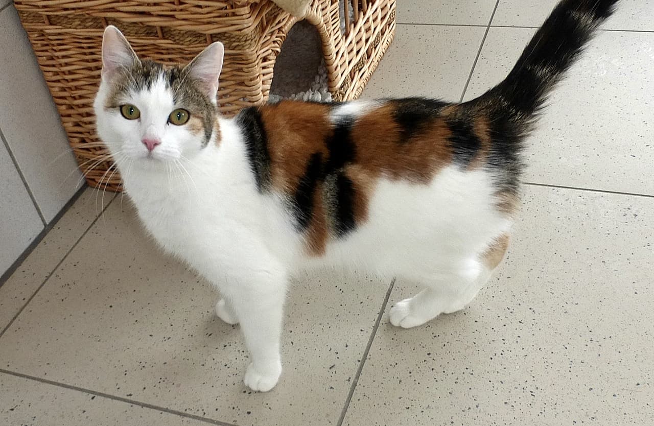 Foto von aufgeschlossene Jungkatze Ciara